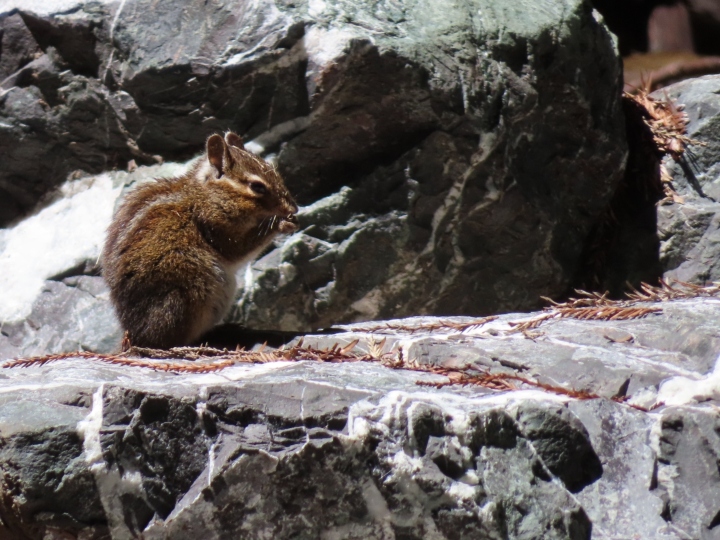 Yellow-cheeked Chipmunk